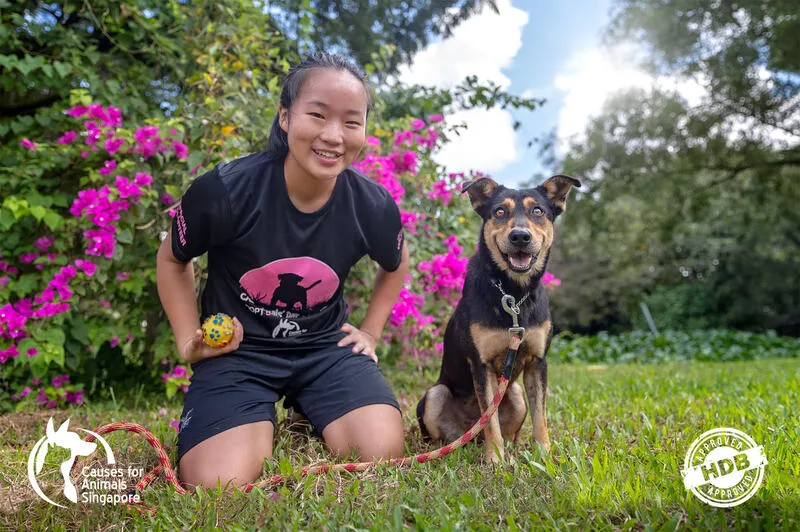 Pet Adoption in Singapore
