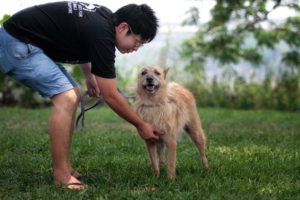 Animal shelter volunteer Singapore